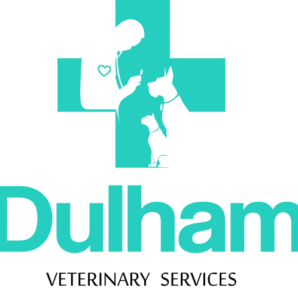 BEST DOG TO BUY IN NIGERIA TOP 10 AND THEIR PRICES visual data 4