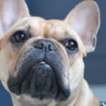 Best Dog Fertility & Breeding Clinics in Lagos: 2025 Complete Guide