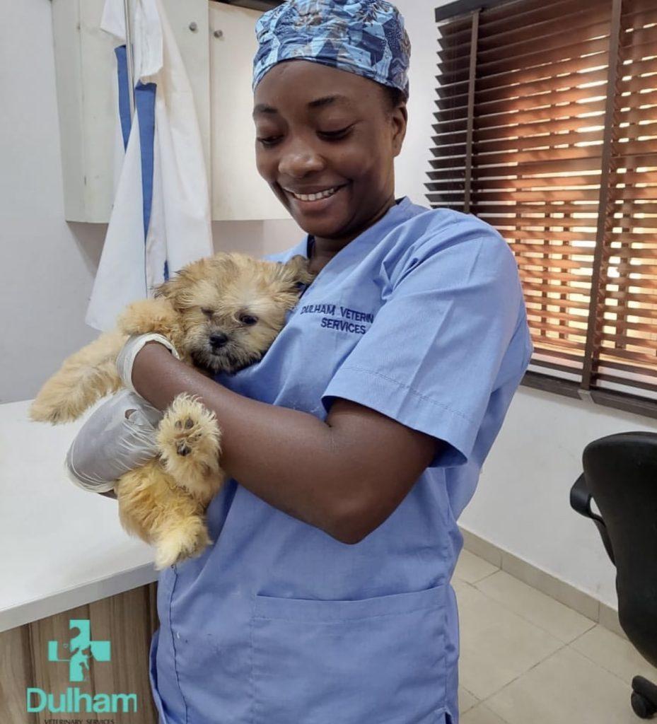 Cost of Vet Services in Lagos