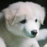 Puppy Care: 10 Tips to Puppy Proof Your Home