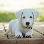 A Complete Guide on Puppy Care for First-Time Owners