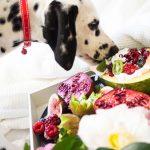 The Pet-friendly food meter for dogs: what’s safe and what’s not?