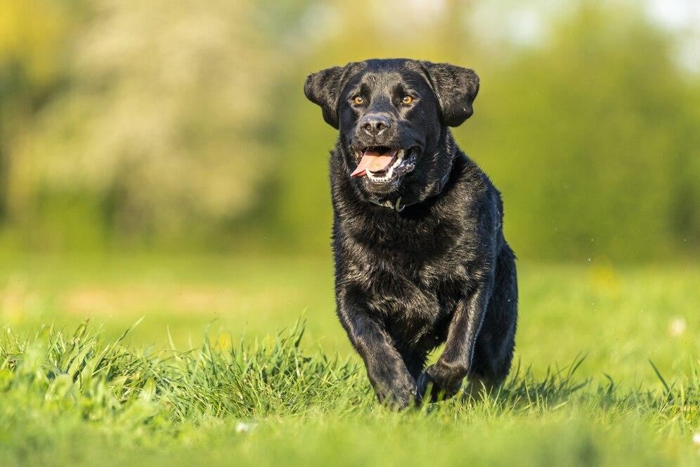 Best Dog Groomers on Lagos Island