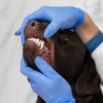 Signs Your Pet Needs a Dental Checkup & How to Prevent Dental Issues