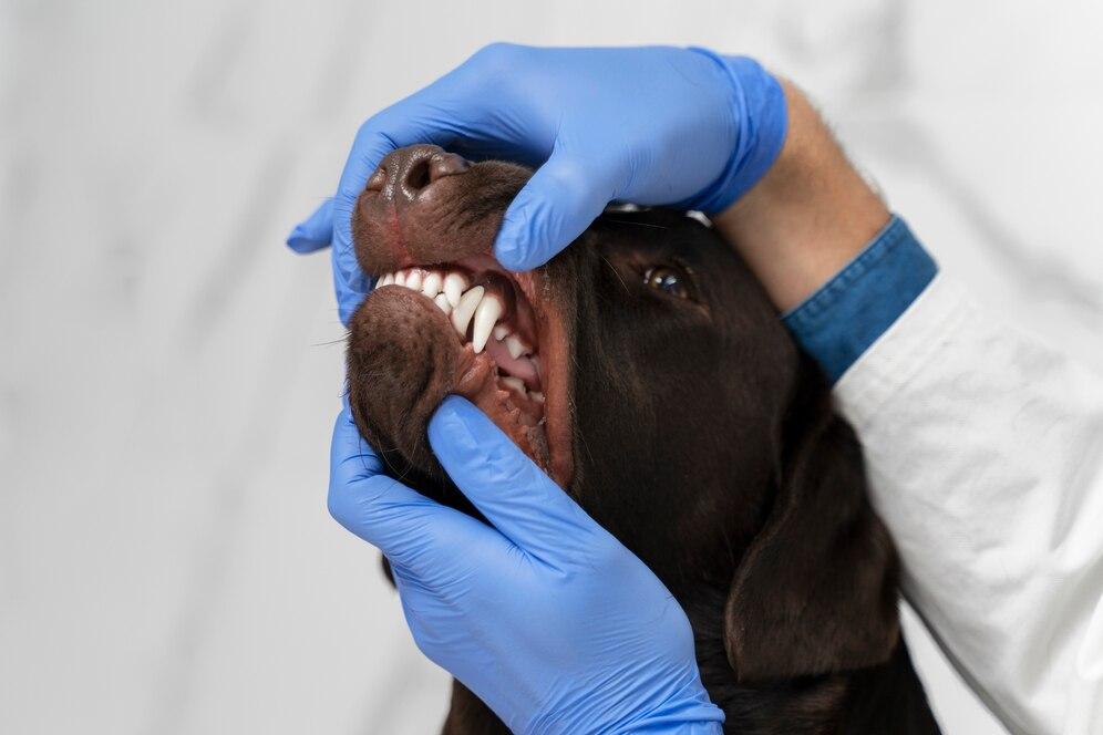 Pet dental check-up