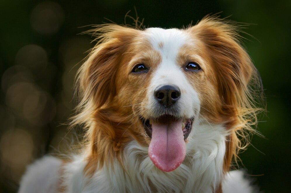 Steps of Grooming a Dog