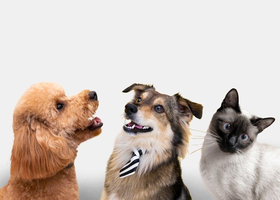 Top Pet Sitters in Lagos