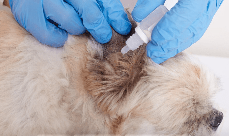 Vaccination and Deworming for Pets