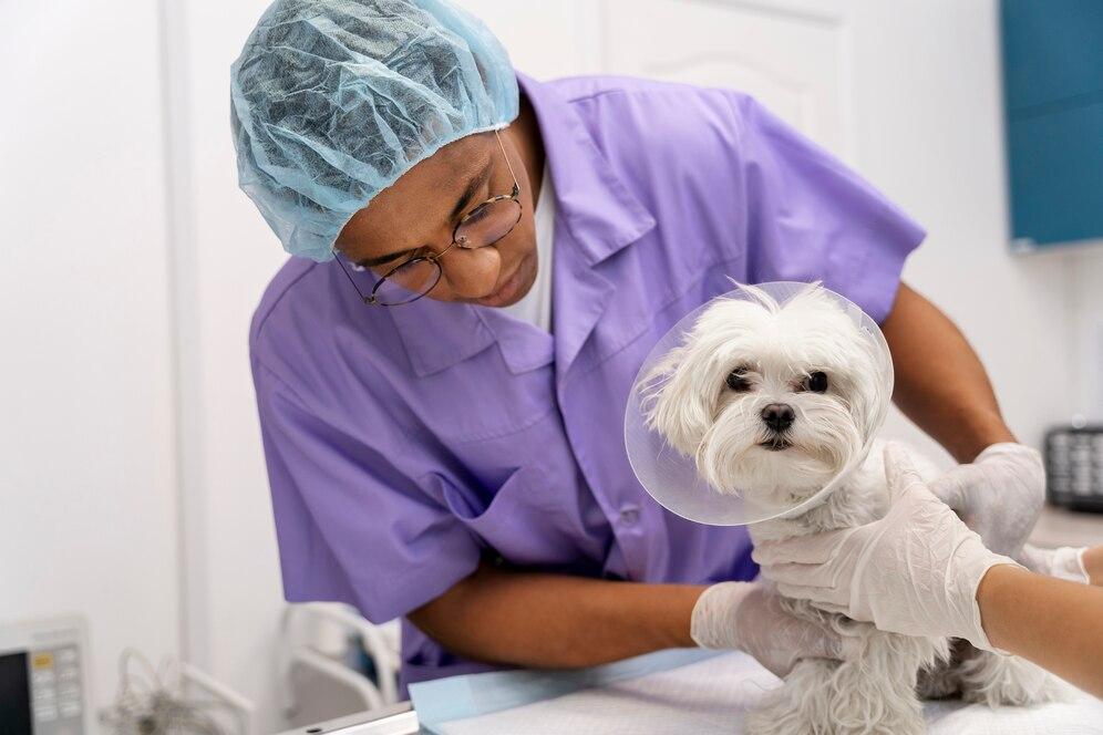 What is a pet consultation