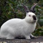 How Often Do Rabbits Need Vet Checkups? A 2025 Guide For Pet Owners in Lagos