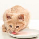 What to Feed a 4-Week-Old Kitten in Nigeria – Best Diet & Tips