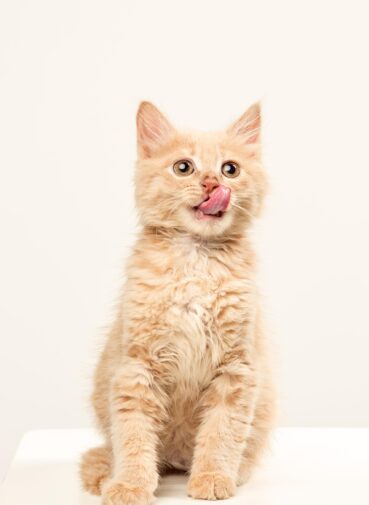 Affordable kitten food in Lagos