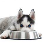 What to Feed a Puppy in Nigeria – Best Diet & Feeding Guide in 2025