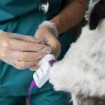 24-Hour Veterinary Clinics in Port Harcourt Near You