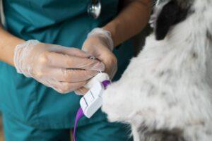 24-Hour Veterinary Clinics in Port Harcourt Near You