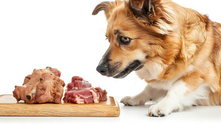 Chicken vs Lamb vs Salmon: What’s Better for Your Pet’s Health?