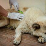 Cost of Pet Vaccination and Deworming Services in Port Harcourt for 2025