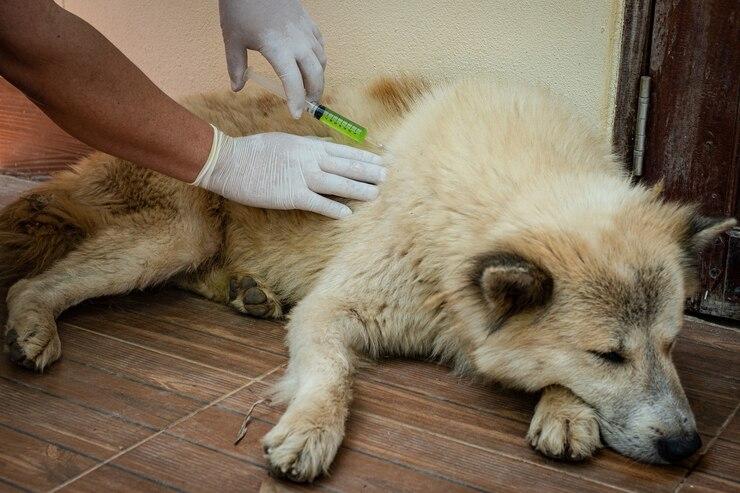 Cost of Pet Vaccination and Deworming Services in Port Harcourt for 2025