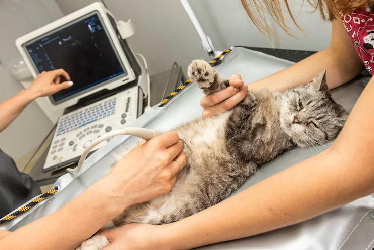 Costs of Ultrasound & Lab Checkup for Pet in Port Harcourt