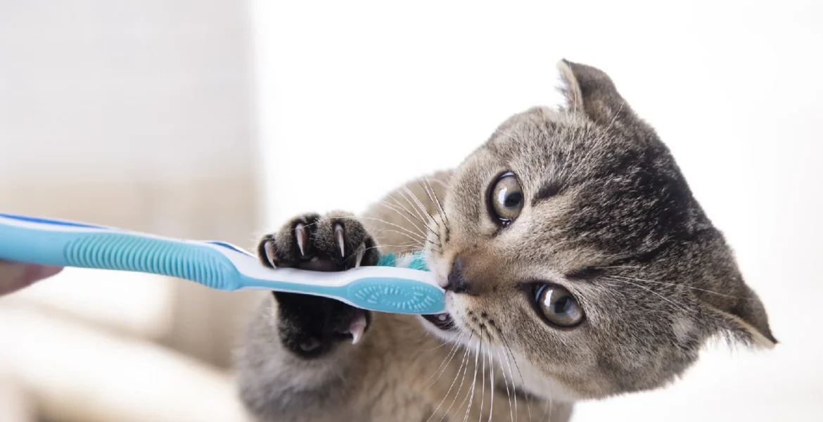 Dental Scaling and Cleaning for Pets