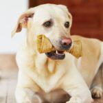 Pet Dental Scaling and Cleaning Costs in Lagos (2025): Complete Price Guide