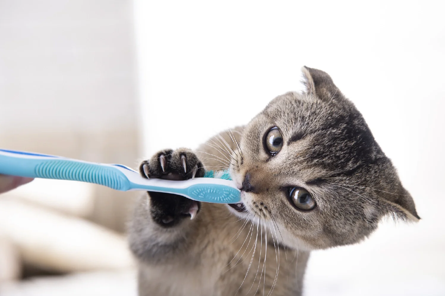 Dental Scaling and Cleaning for Pets