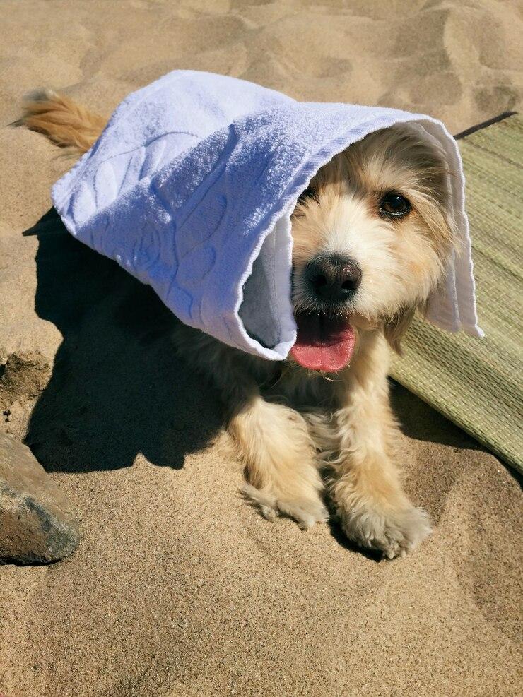 Dog Blankets in Nigeria: Why Your Pet Needs One This Rainy Season