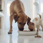 Feeding Schedules for Puppies vs Adult Dogs in Nigeria: A Complete Guide