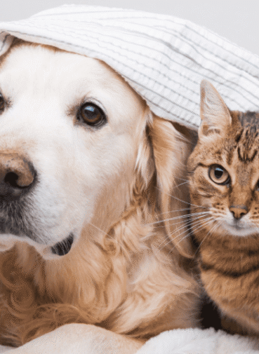 Keep your pet warm