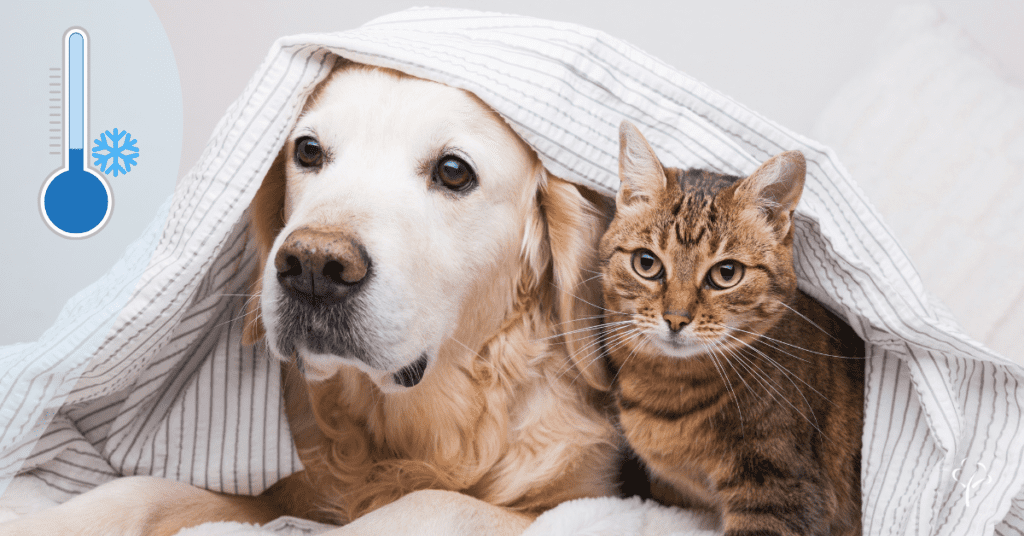 Keep your pet warm