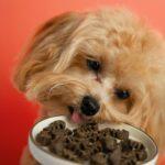 Low-Grain vs Grain-Free: What’s Best for Your Pet?