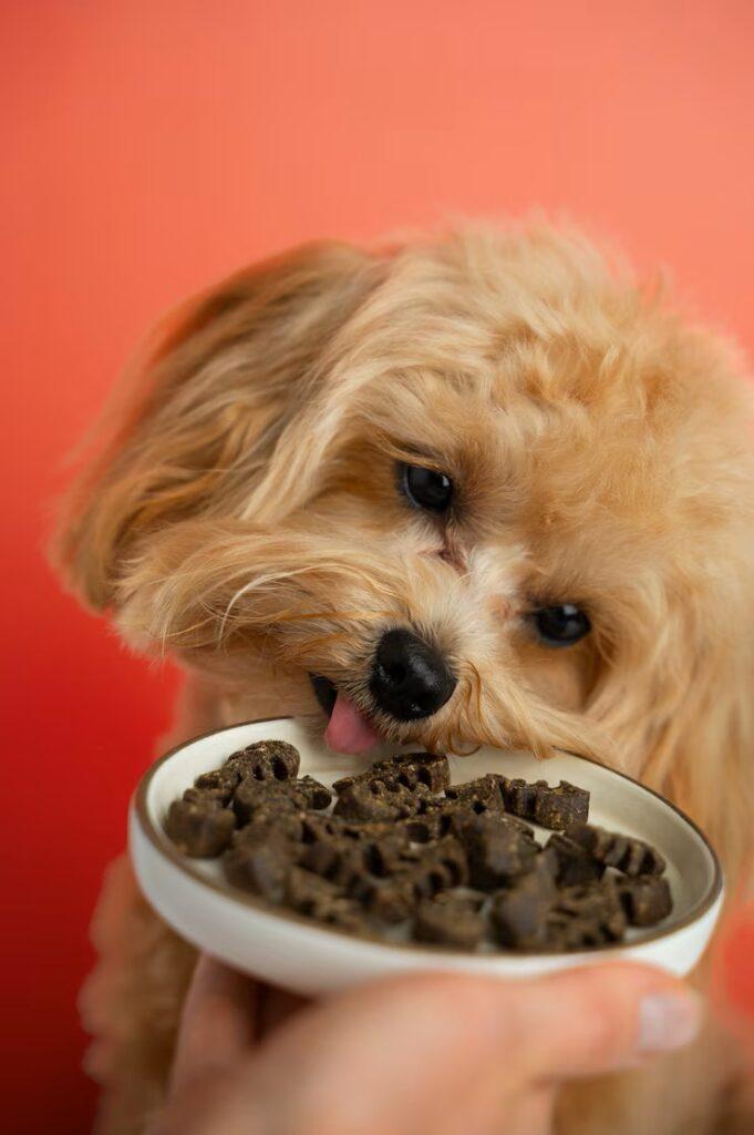 Low-Grain vs Grain-Free: What’s Best for Your Pet