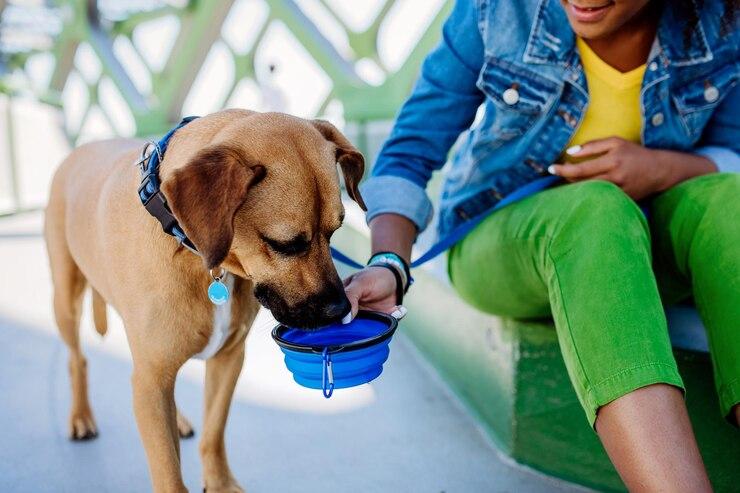 Nutritional Tips for Keeping Pets Healthy in Lagos Heat