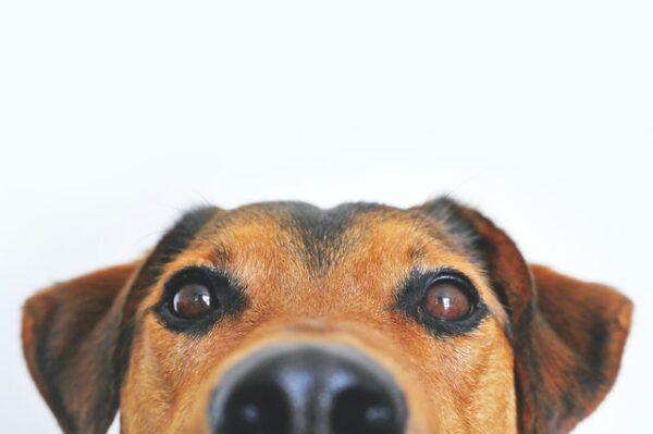 Pet Adoption in Port Harcourt