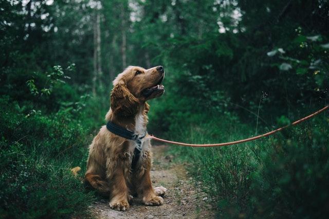 Pet Sitting Services in Port Harcourt