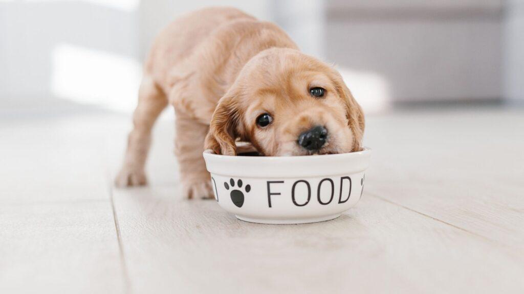 Puppy Feeding Guide in Nigeria