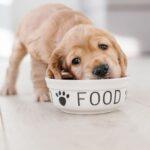 Complete Puppy Feeding Guide in Nigeria: From 2 Weeks to 12 Months