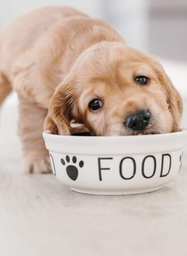 Puppy Feeding Guide in Nigeria