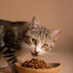 Reflex vs Spectrum Cat Food: Which is Better in Nigeria?