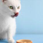 The First 30 Days With a New Kitten: What You’ll Need