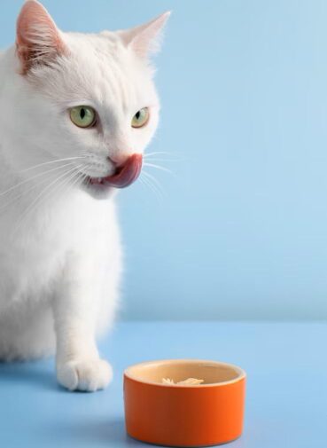 The First 30 Days With a New Kitten: What You’ll Need