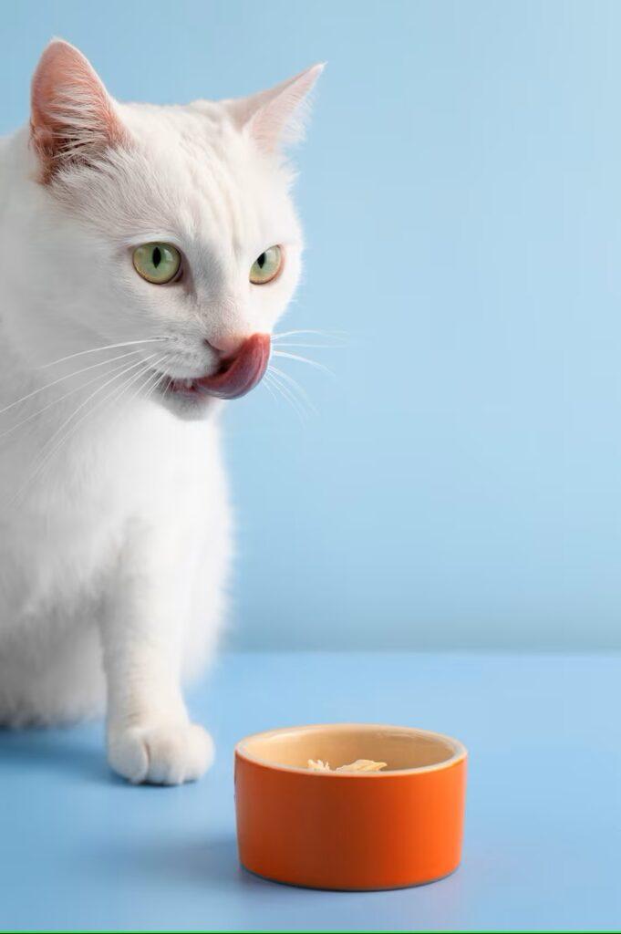 The First 30 Days With a New Kitten: What You’ll Need