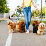 Top 10 Pet Sitting Services in Port Harcourt for 2025