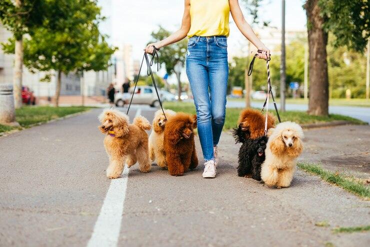 Top 10 Pet Sitting Services in Port Harcourt for 2025