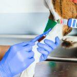 Top 10 Pet Vaccination and Deworming Clinics in Port Harcourt for 2025