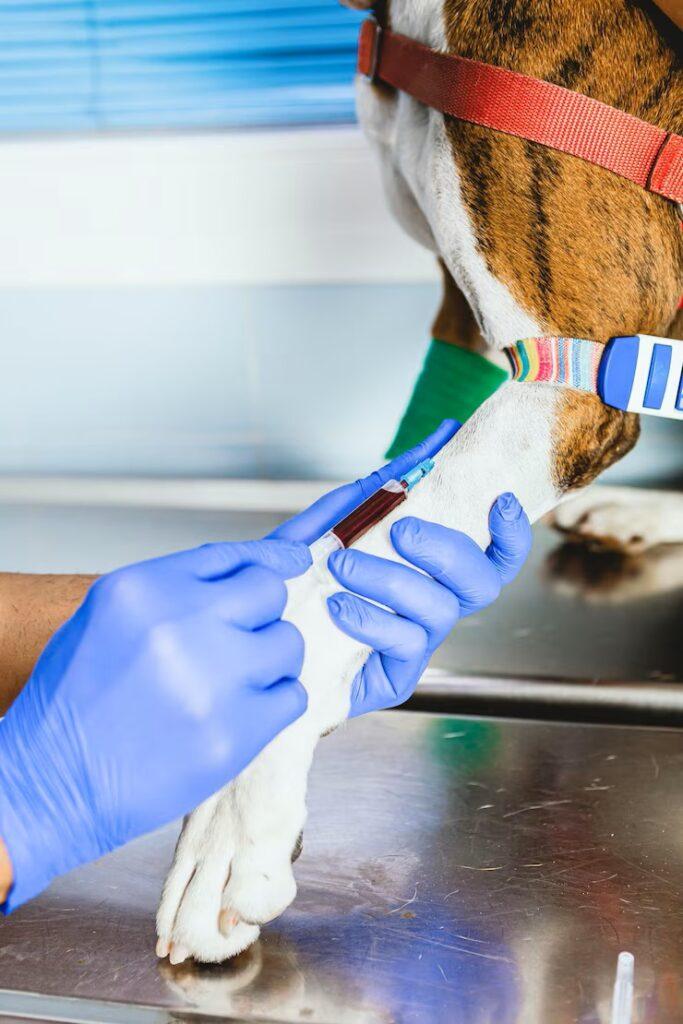 Top 10 Pet Vaccination and Deworming Services in Port Harcourt for 2025