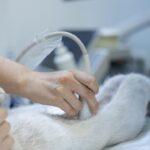 Top 10 Ultrasound & Lab Checkup for Pet in Port Harcourt for 2025