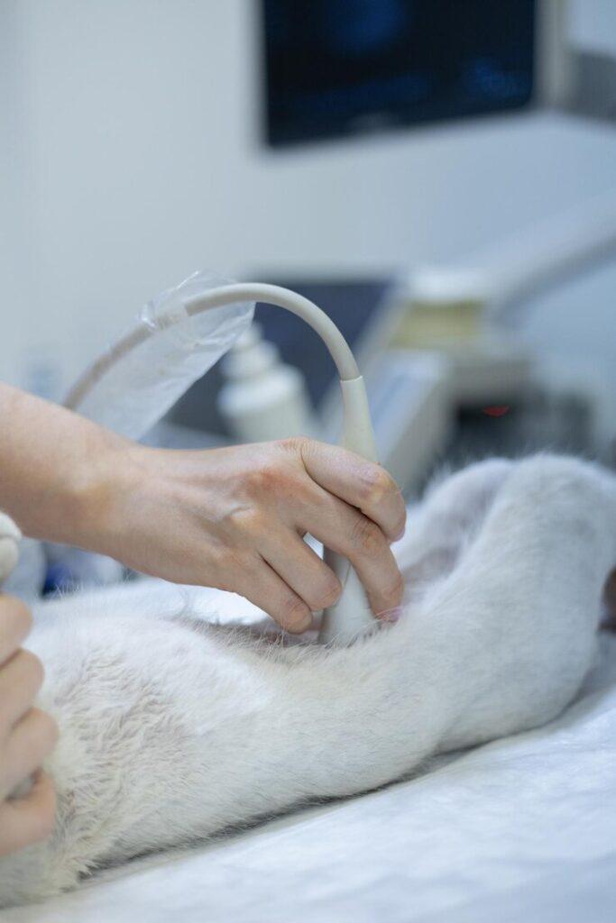 Top 10 Ultrasound & Lab Checkup for Pet in Port Harcourt for 2025