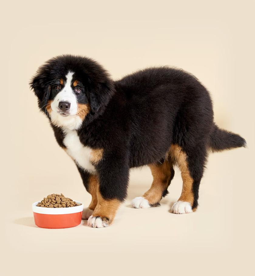 Top dog foods for medium and large breeds