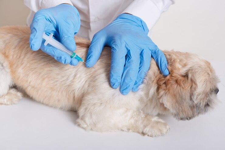 Trusted Pet Vaccination and Deworming Clinic in Port Harcourt